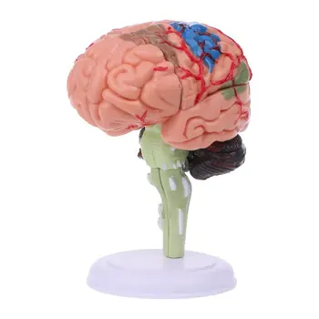 4D Izjauktas Anatomisko Cilvēka galvas Smadzeņu Modelis, Anatomijas Mācību Līdzekli, Statujas, Skulptūras Skola Izmantot Dropship
